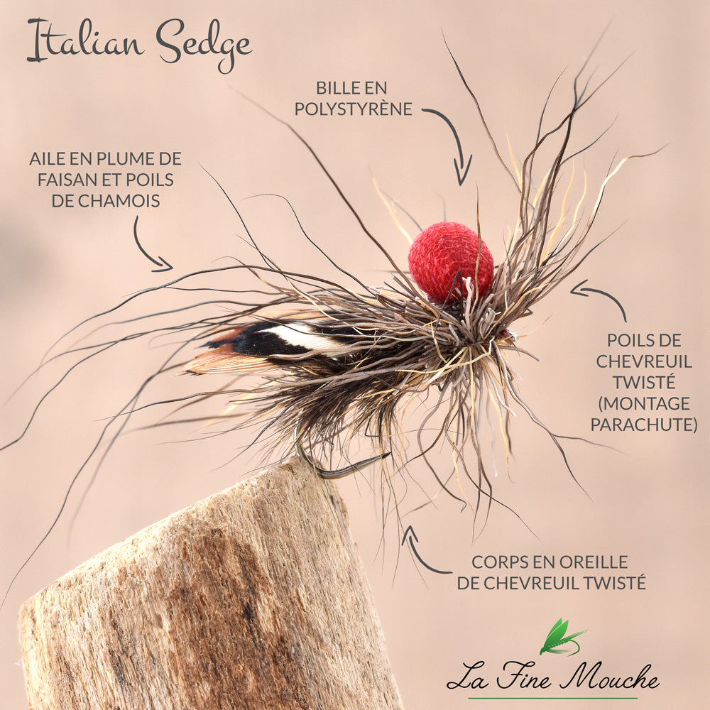 Italian Sedge
