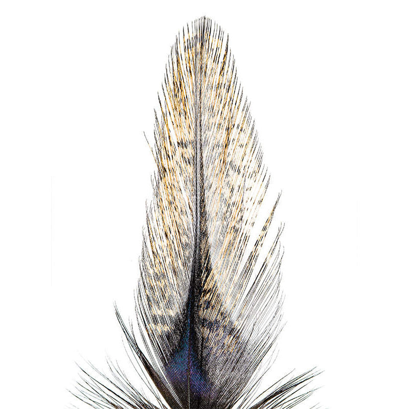 Plume Pardo Grade 2 pour Cerques de nymphes ou mouches