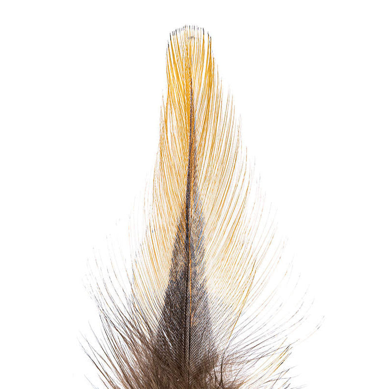 Plumes Pardo de Coq Léon Grade 2 - 10 Plumes