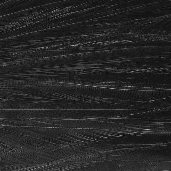 Mini Patch de Plumes de Coq Génétique - 10 Couleurs - Hotfly