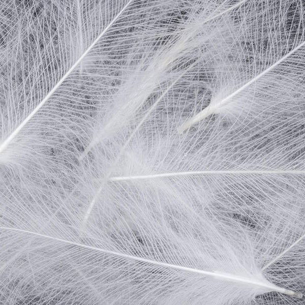 Plumes CDC - Cul de Canard - 1 Gramme - 8 Couleurs