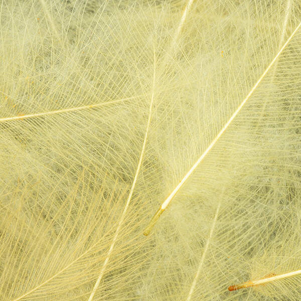 Plumes CDC - Cul de Canard - 1 Gramme - 8 Couleurs