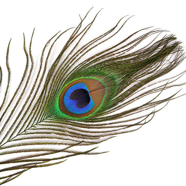 Peacock Eye Feather 30cm - Peacock Eye