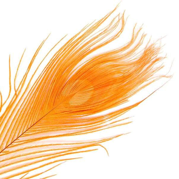 Peacock Eye Feather 30cm - Peacock Eye