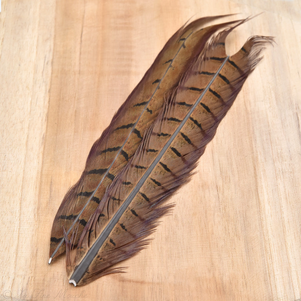 Plume de Queue de Faisan JMC - 40cm (2x 20cm) - 4 Couleurs