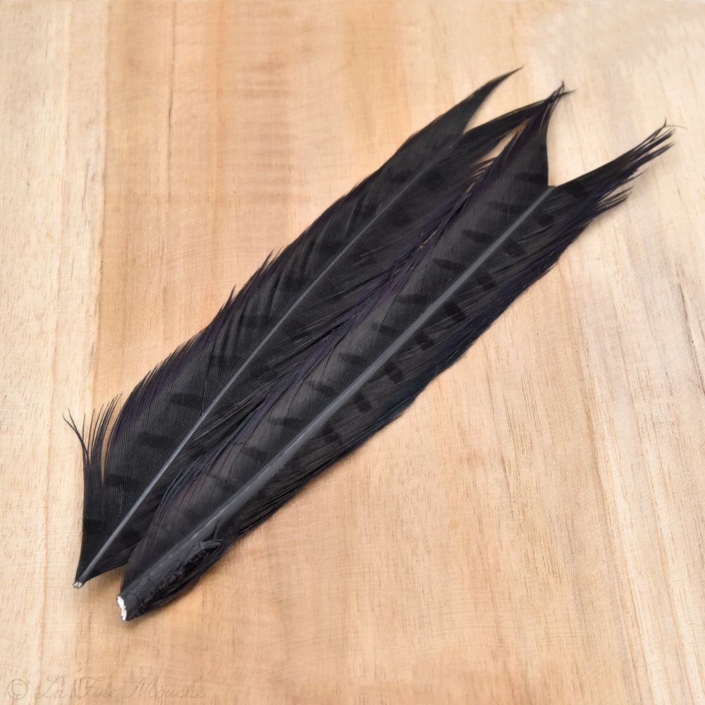 Plume de Queue de Faisan JMC - 40cm (2x 20cm) - 4 Couleurs