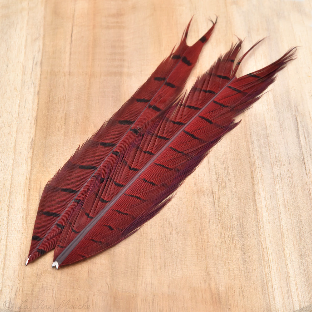 Plume de Queue de Faisan JMC - 40cm (2x 20cm) - 4 Couleurs