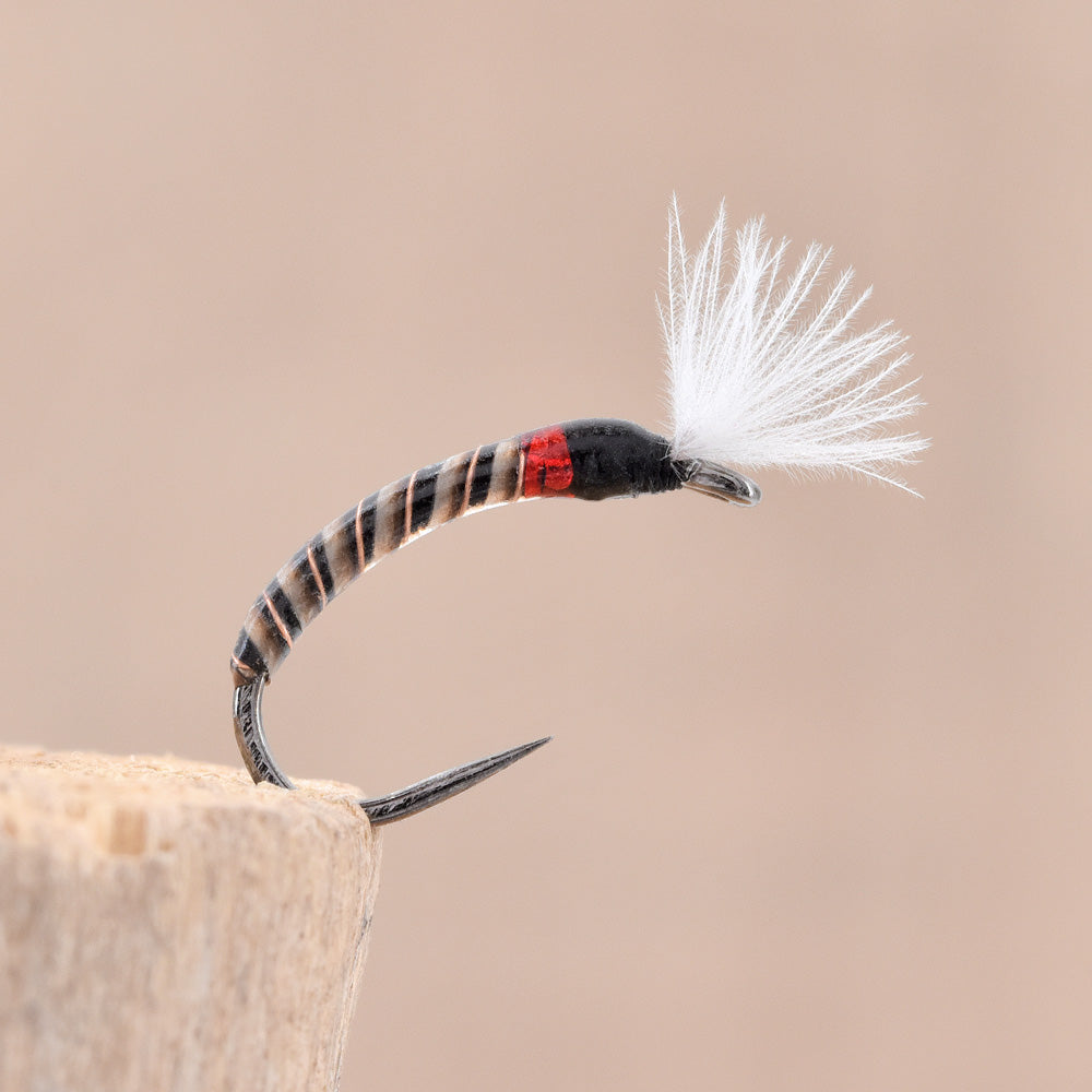 Chironome V2 – Quill de Paon / Tag Rouge