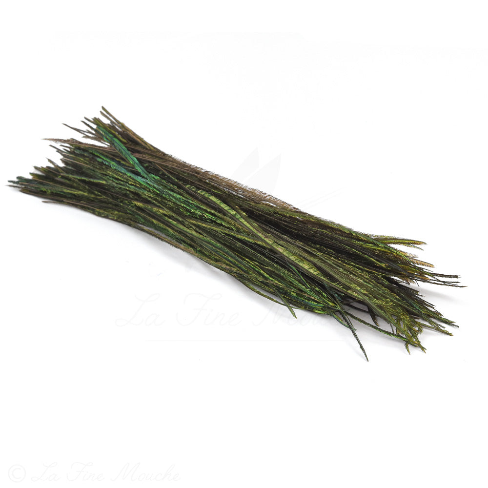 Peacock Herl - Premium Selection - Hand-Sorted