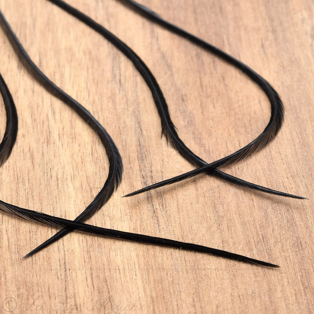 Lancette de coq génétique pour montage de mouches