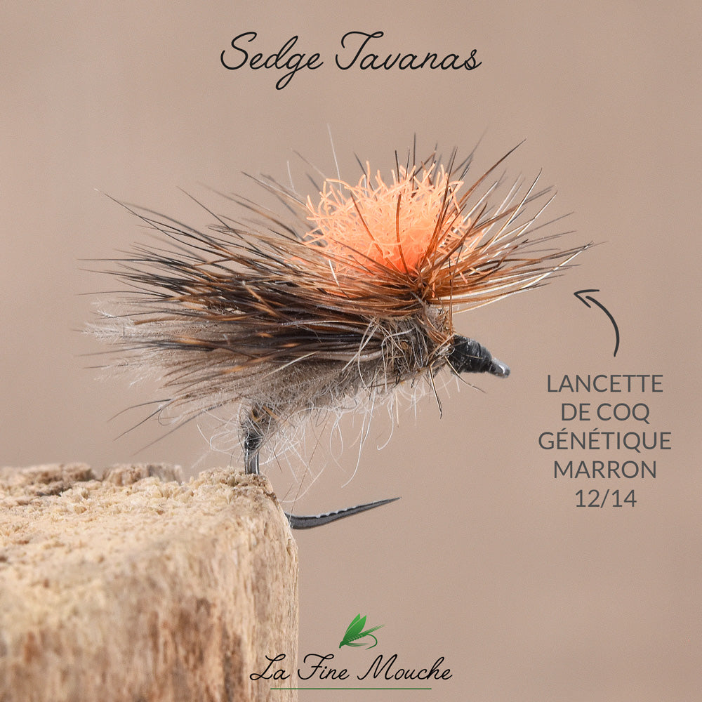 Sedge Tavanas avec lancettes de coq