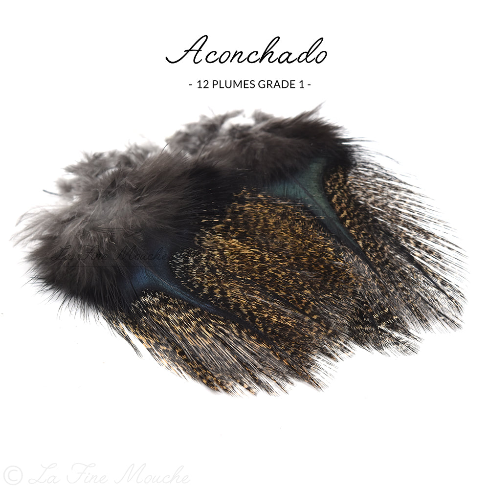 Pardo Coq de Leon Federn - Grade 1 Premium (12 Federn)