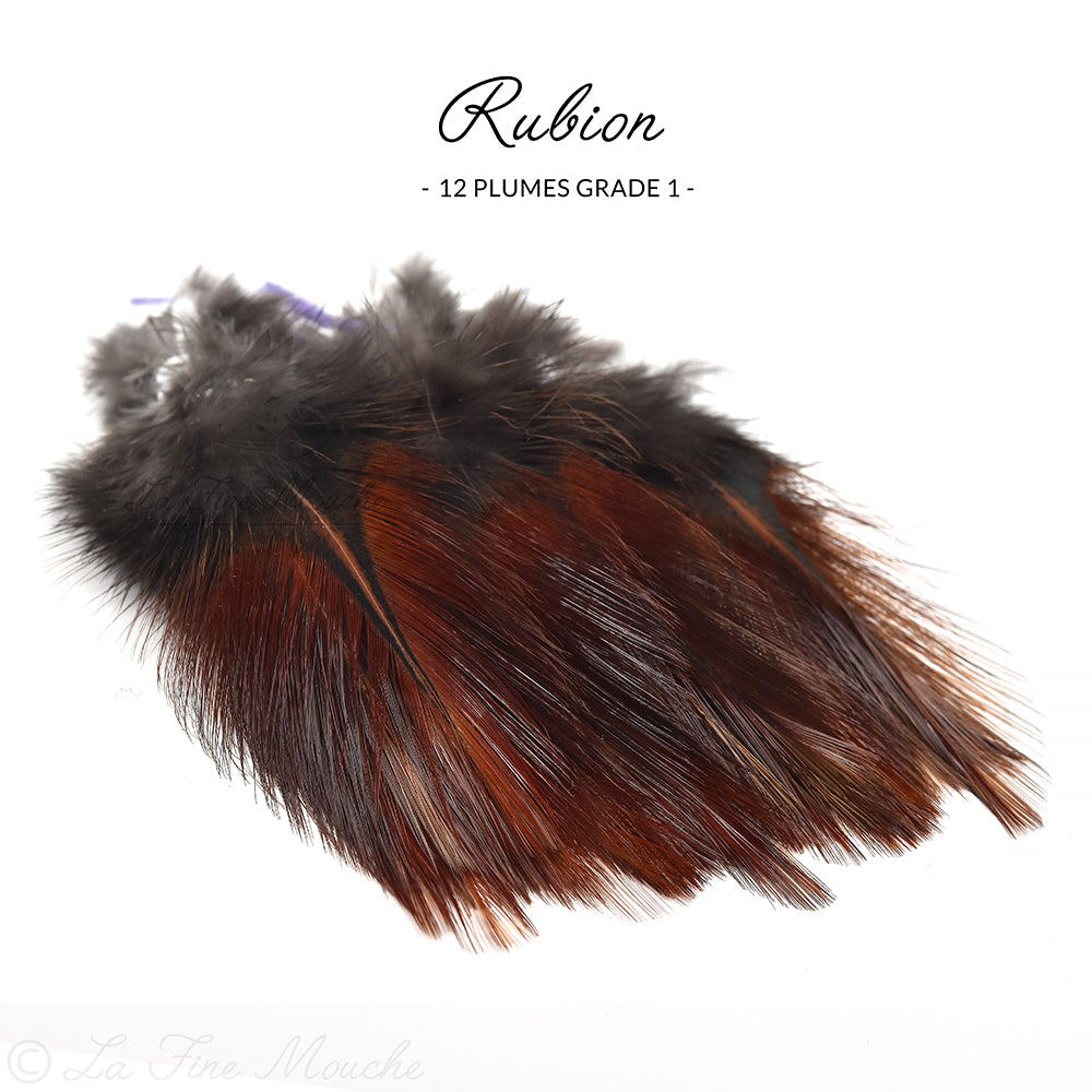 Pardo Coq de Leon Federn - Grade 1 Premium (12 Federn)