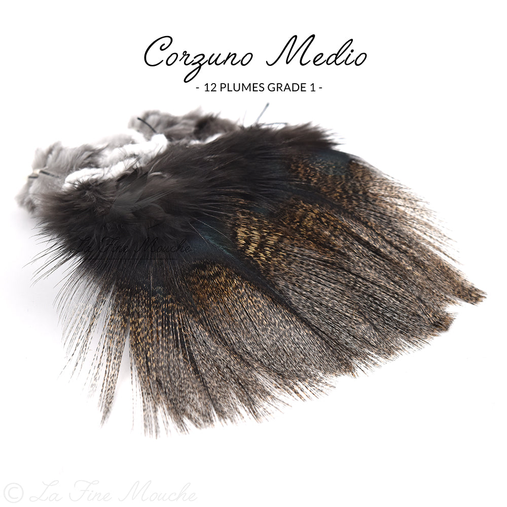 Pardo Coq de Leon Federn - Grade 1 Premium (12 Federn)