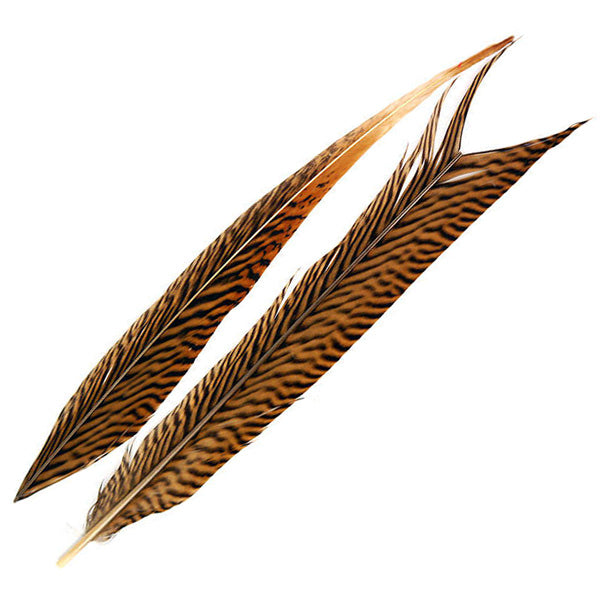 Plume de queue de Faisan Doré Premier Choix - 60cm