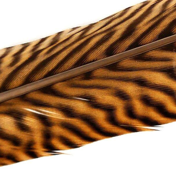 Premium Golden Pheasant Tail Feather - 60cm