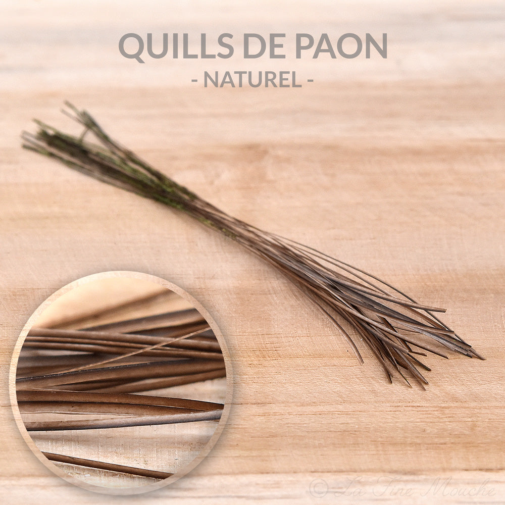 Peacock Quills - 10 Colors - 25pcs