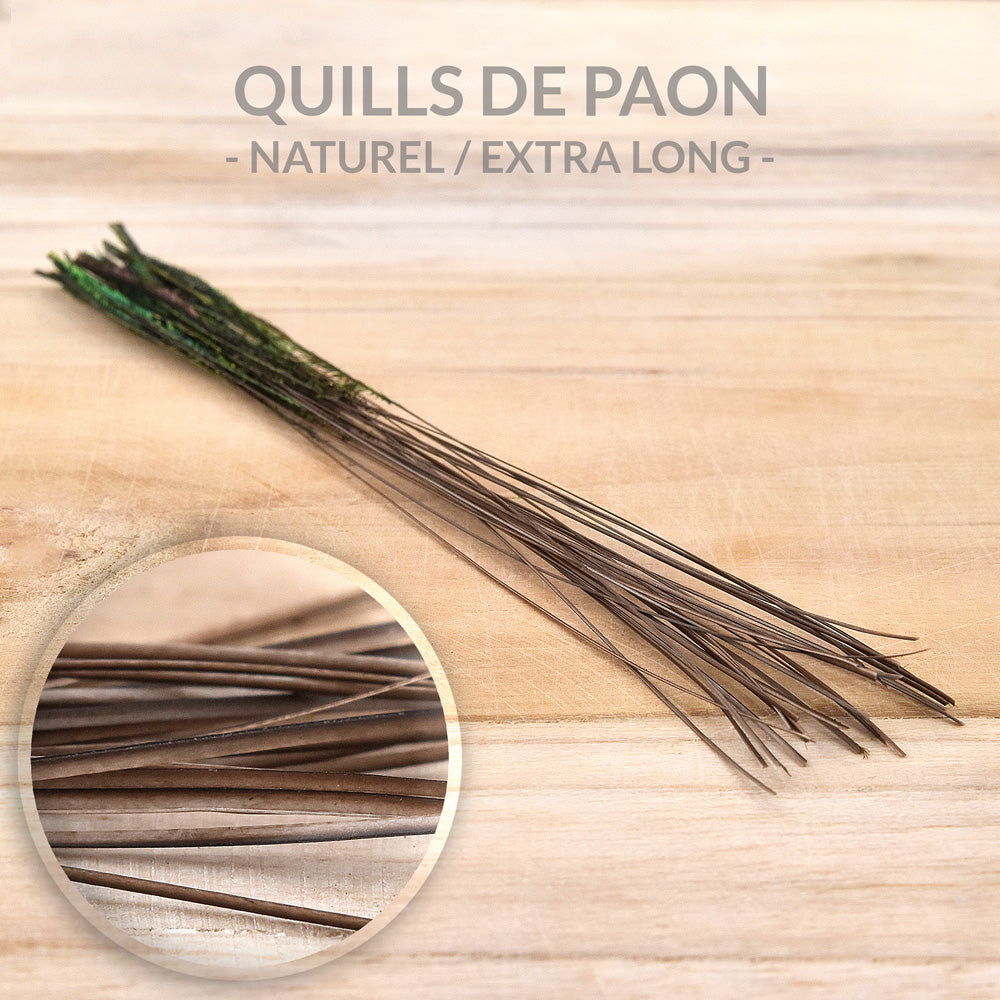 Peacock Quills - EXTRA LONG - Natural - 25pcs