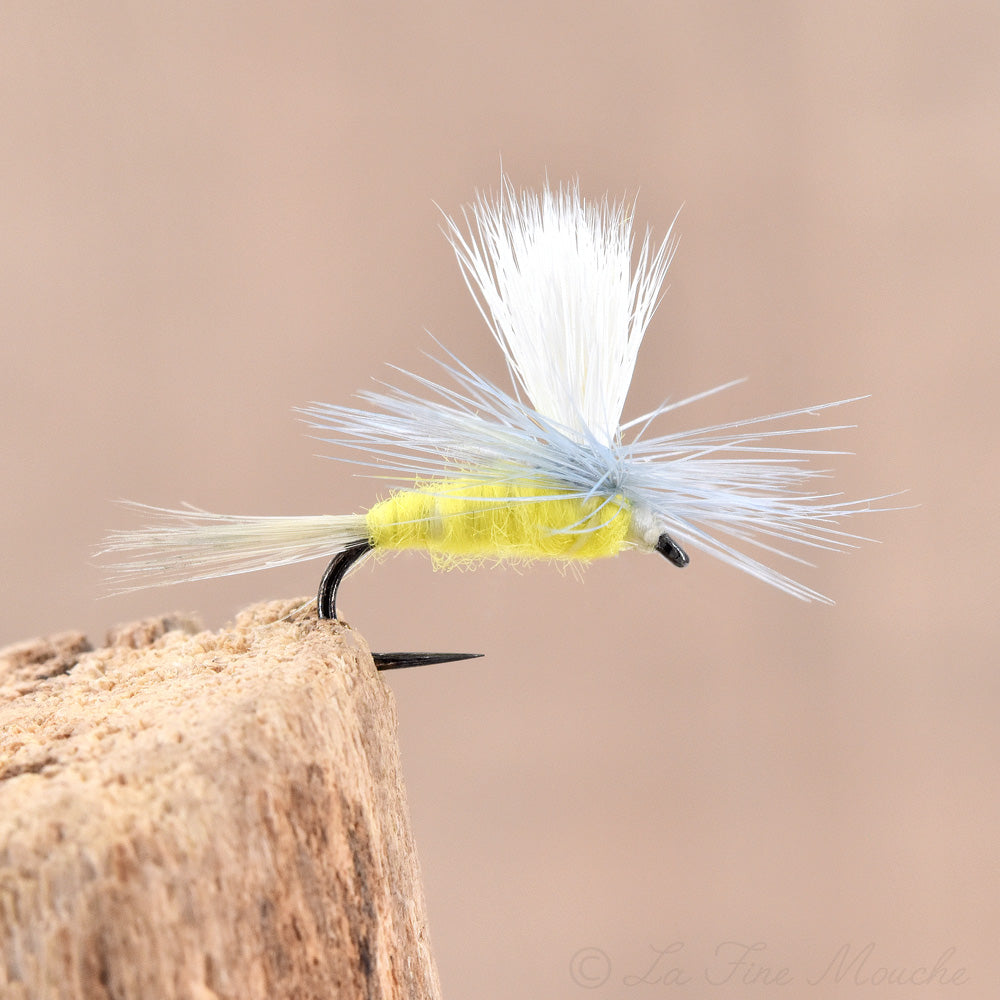 Grise à corps Jaune Parachute