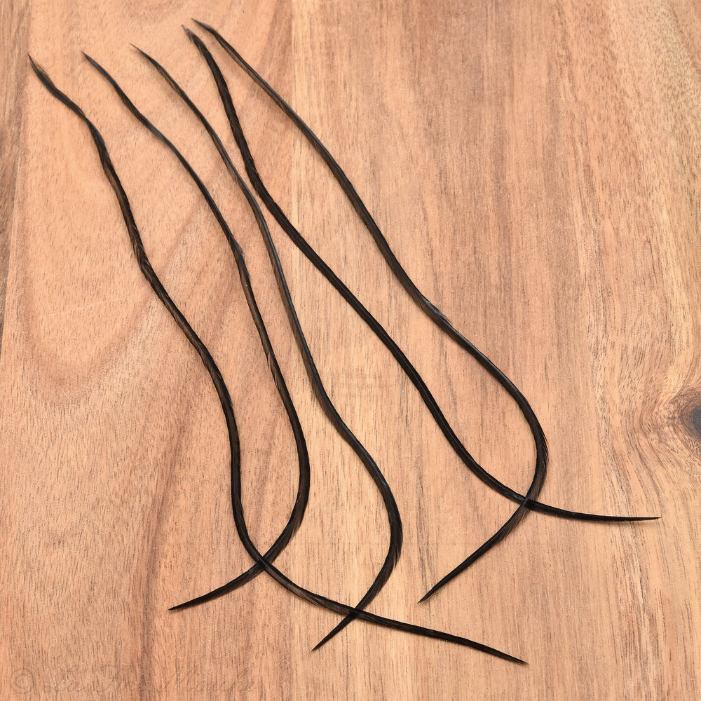 Lancette de coq génétique pour le montage de mouche hackle