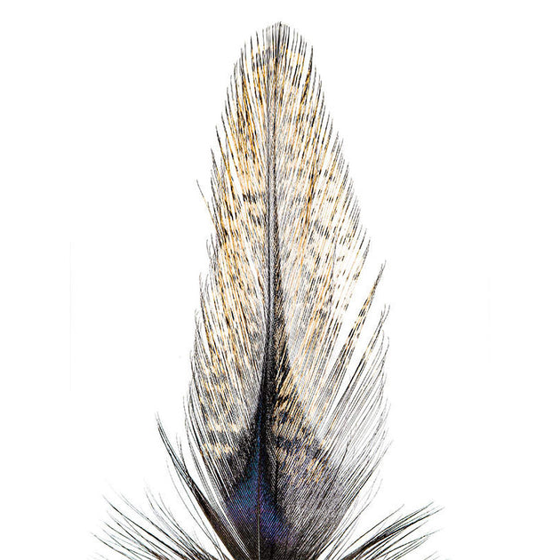 Plumes Pardo de Coq Léon Grade 2 - 10 Plumes