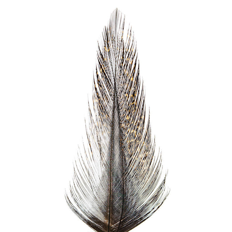 Plumes Pardo de Coq Léon Grade 2 - 10 Plumes