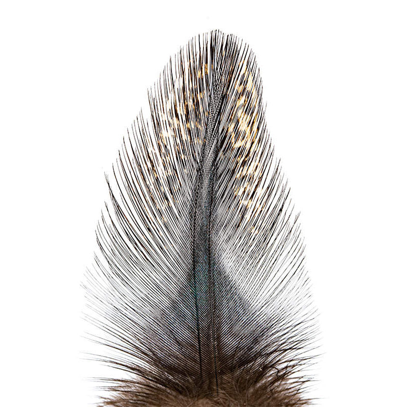 Plumes Pardo de Coq Léon Grade 2 - 10 Plumes