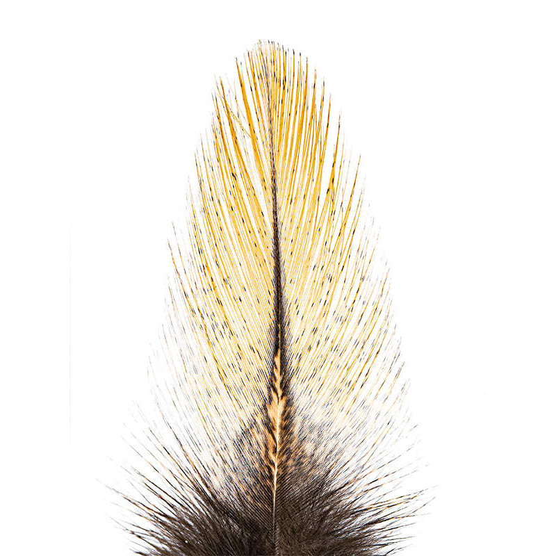 Plumes Pardo de Coq Léon Grade 2 - 10 Plumes