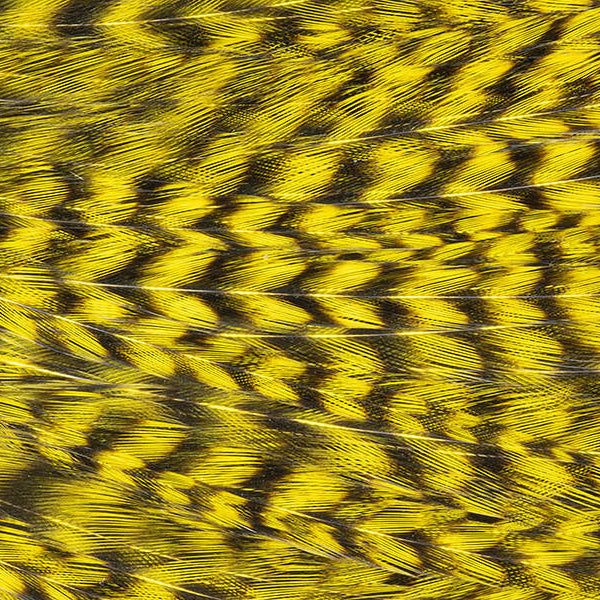 Mini Patch de Plumes de Coq Génétique - 10 Couleurs - Hotfly