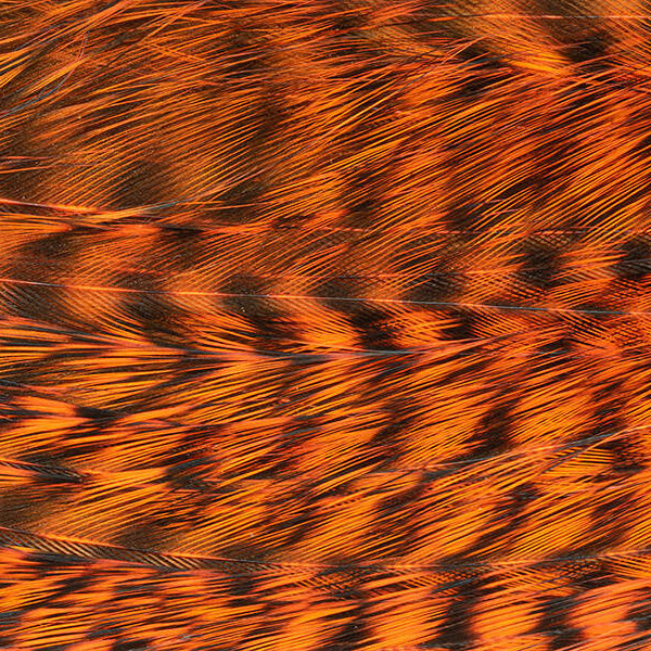 Mini Patch de Plumes de Coq Génétique - 10 Couleurs - Hotfly