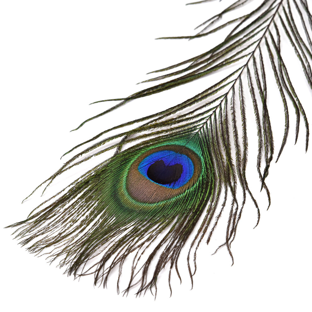Peacock Eye Feather 30cm - Peacock Eye