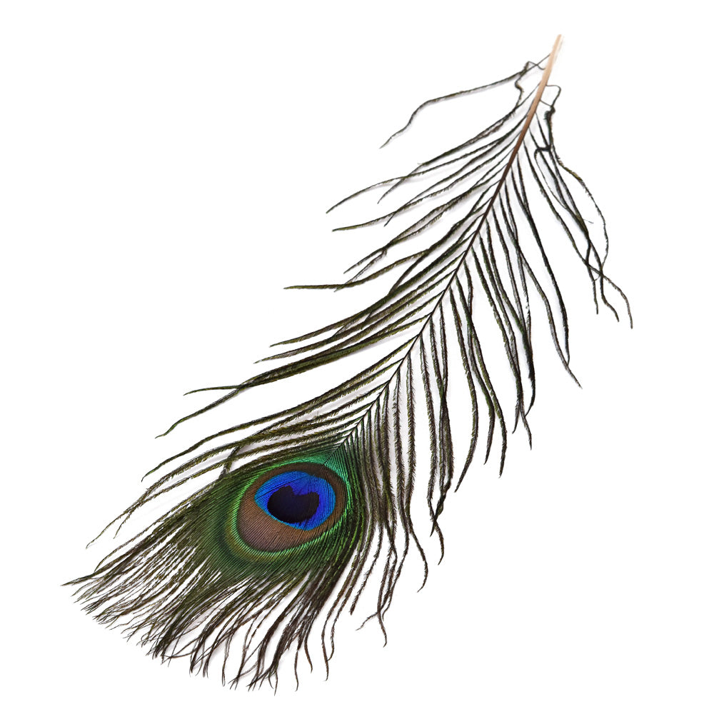 Plume Oeil de Paon 30cm - Peacock Eye - Hotfly