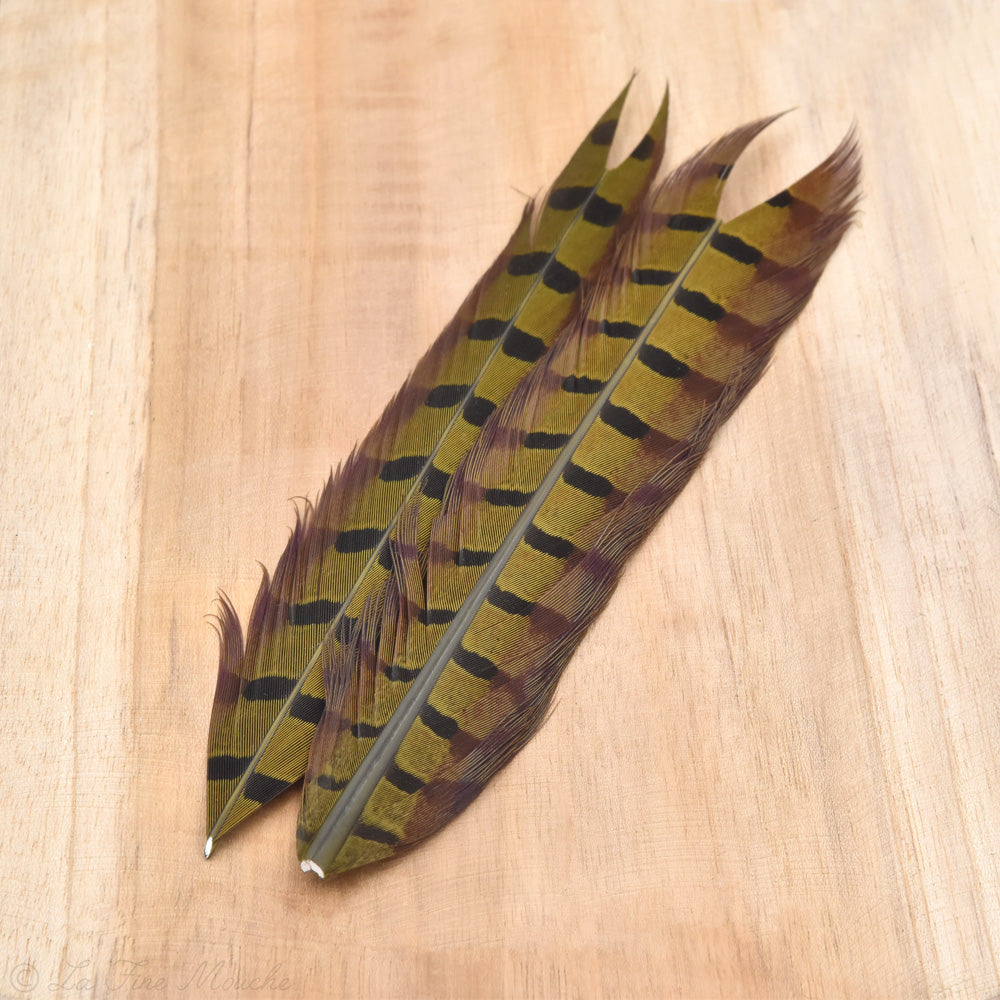 Plume de Queue de Faisan JMC - 40cm (2x 20cm) - 4 Couleurs