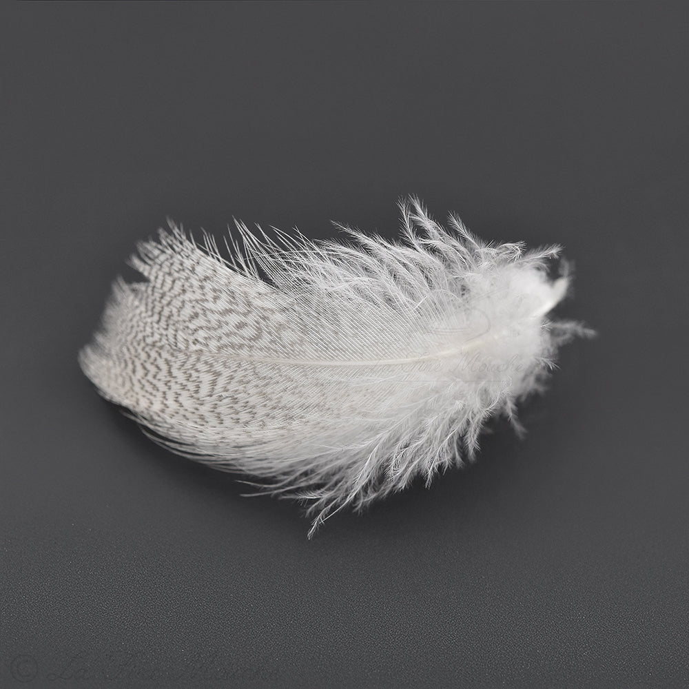 Plumes de Poitrail de Mâle Colvert pour le montage de mouche