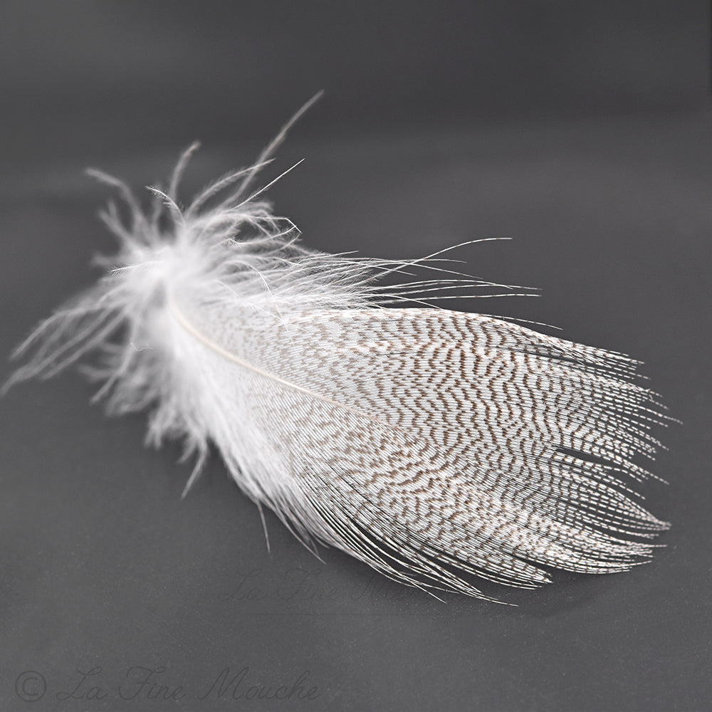 Plumes de Poitrail de Canard - Mâle Colvert
