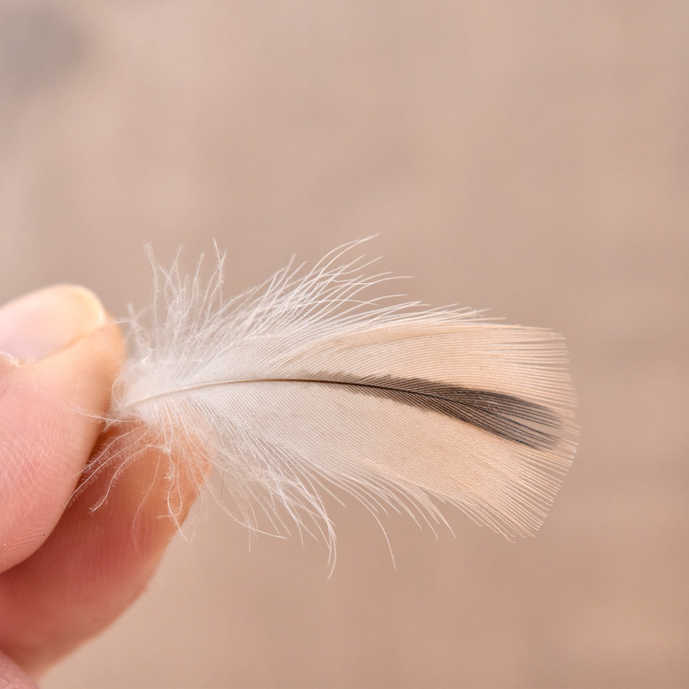 Hen Mallard Breast Feathers