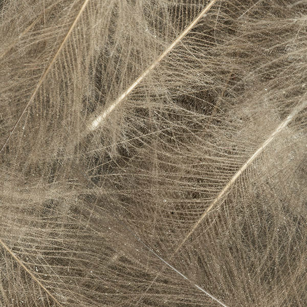 Plumes CDC - Cul de Canard - 1 Gramme - 8 Couleurs