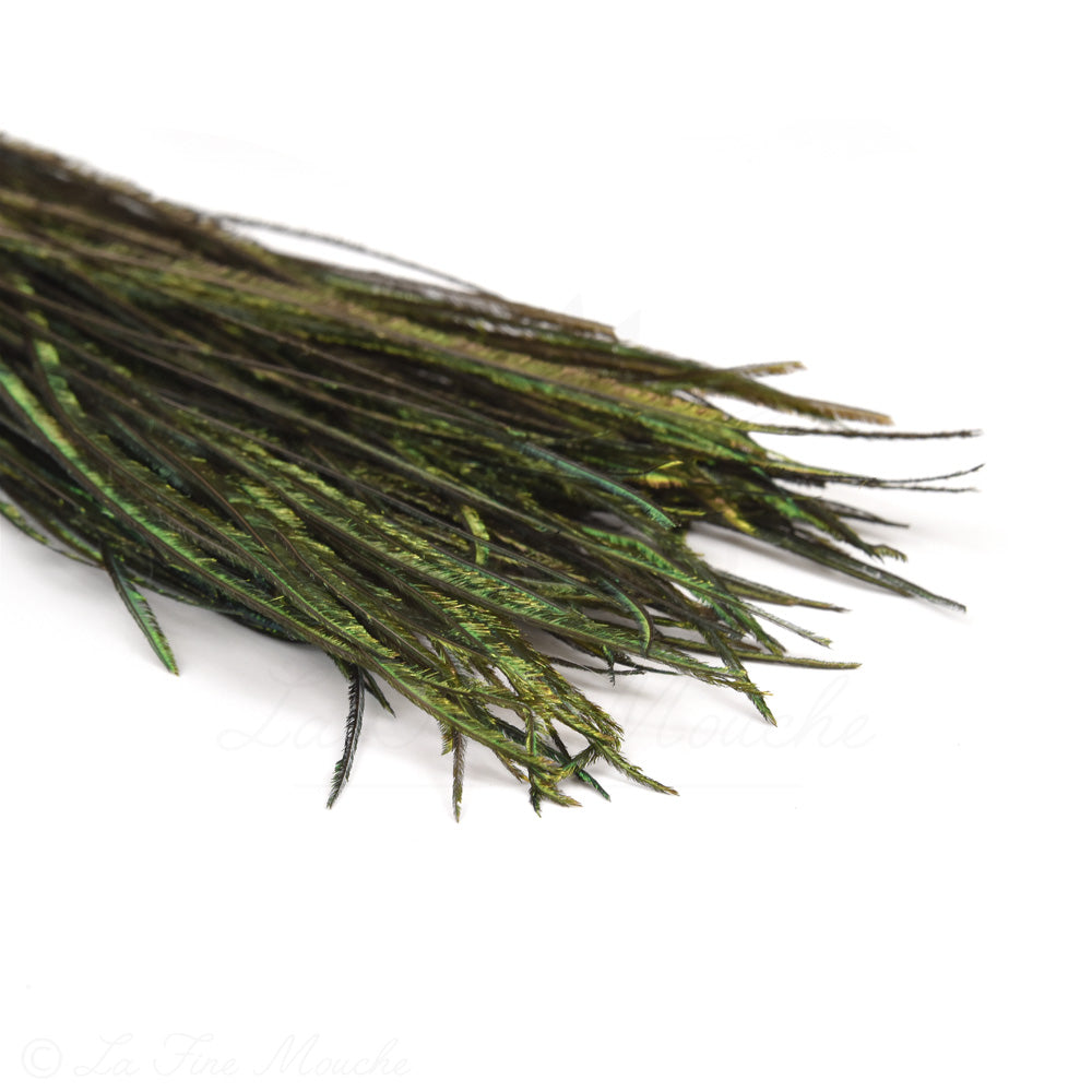 Peacock Herl - Premium Selection - Hand-Sorted